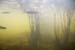 Nwfndlnd_050_fluvarium2